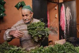 Image du Maroc Professionnelle de  Un des anciens vendeurs de naanah (Menthe) prépare pour un client une botte de menthe fraiche et de plantes aromatiques à l’entrée du souk Semmarine de Marrakech, le 11 Décembre 2011. Jadis quand les autocars avaient leur terminus sur la place Jemaa Al fana, lors d’un court ou long séjour dans la ville ocre, la plupart des visiteurs se ravitaillaient en menthe fraiche et en plantes aromatiques en guise de cadeau (barouk) de Marrakech. De nombreux commerçants étaient installés à l’entrée du Souk Semmarine. Ils vendaient aussi ces mêmes plantes séchées par les infusions. (Photo / Abdeljalil Bounhar)

